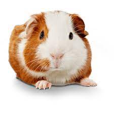 Maybe you would like to learn more about one of these? Guinea Pigs For Sale Buy Live Guinea Pigs For Sale Petco