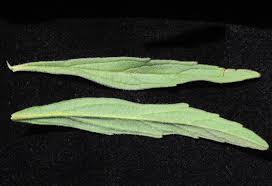 Image result for Acrotome thorncroftii