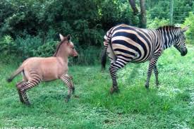 The zebra belongs to the horse family. My Little Zonkey Rare Zebra Donkey Hybrid Found In Kenya World The Times