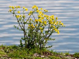 Image result for Senecio sp.no.1