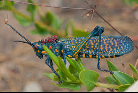 Rainbow Milkweed Locust A Real Toxic Beauty Featured Creature Weird Insects Cool Insects Insects