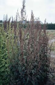 Image result for Atriplex