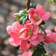 The flowers are large, a full 2 inches across, which is significantly larger than on most other flowering quince. Buy Flowering Quince Chaenomeles Superba Pink Lady