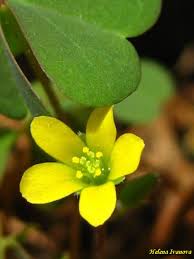 Image result for Oxalis procumbens