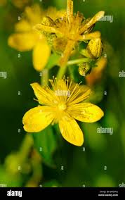 Image result for Hypericum aethiopicum