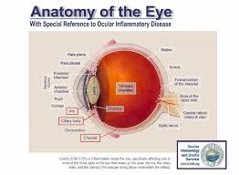 Image result for Uveitis