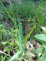 Image result for Aeschynomene afraspera