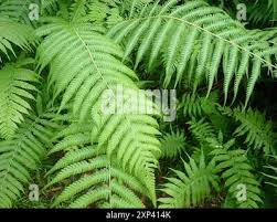 Image result for Amauropelta bergiana