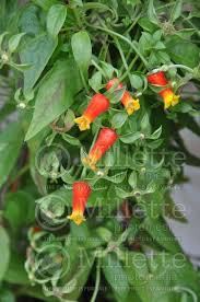 Image result for Manettia