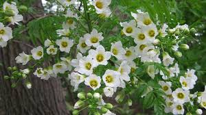 Image result for Xanthocercis