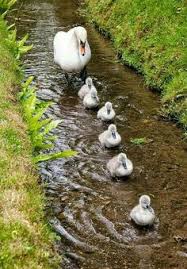 Love Of Mother Anne Sevgisi Vahsi Hayvanlar Hayvanlar Hayvan