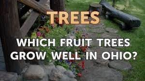 We have a proven selection of cherry trees to choose from, each with a unique, special offering. Which Fruit Trees Grow Well In Ohio Youtube