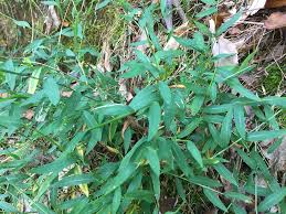 Image result for Microstegium