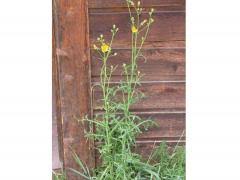 Image result for Lactuca glandulifera