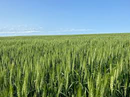 South Dakota wheat conditions vary