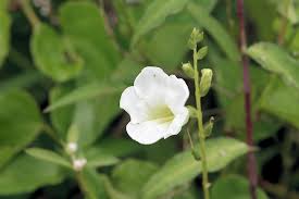 Image result for Justicia stachytarphetoides