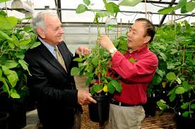 'UA Kirksey' edamame variety named for soybean industry leader