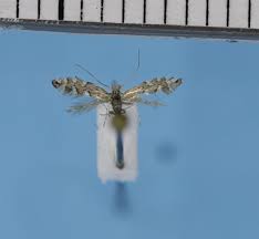 Image result for Phyllonorycter strigulatellus