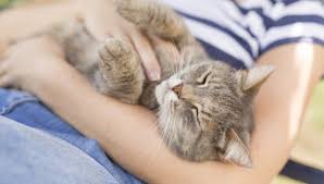 Unser neuer katermann lui, 10 wochen, schnurrt noch gar nicht. Warum Schnurren Katzen