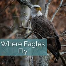 Pin By Diane Barnett On Love This Place In 2020 Bald Eagle Eagles Best Location
