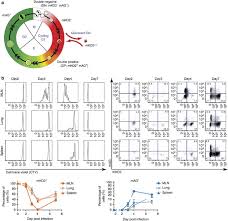 We did not find results for: Real Time Tracking Of Cell Cycle Progression During Cd8 Effector And Memory T Cell Differentiation Nature Communications