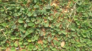 Image result for Merremia emarginata