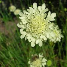 Image result for Scabiosa drakensbergensis