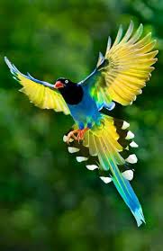 Beautiful Birds In Flight Images Beautiful Beautiful Birds Animals Beautiful Birds