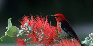 اجمل خلفيات لابتوب تمبلر Laptop Wallpapers Tumblr نقدم لكم اجمل صور لخلفيات لابتوب والأيباد Autumn Nature Amazing Nature Photos Bird Photo