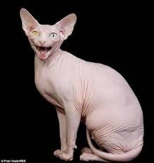 Sphynx Sfenks Turu Kediler Sizcede Cok Tatli Degiller Mi Kizlarsoruyor