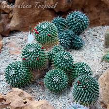 Pero no solo tienen beneficios visuales, los cactus son unas plantas que te pueden ayudar en muchas ocasiones. Ventajas De Implementar Un Jardin Xerofilo En El Hogar