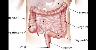 Cascades may seem like a good and easy way to work with relations, but they may also bring bugs and security issues when some undesired object is being. Large Intestine Large Bowel Anatomy Functions And Pathology