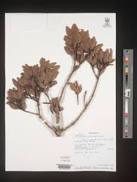 Image result for Beilschmiedia michelsonii