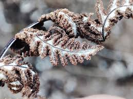 Image result for Aleuritopteris