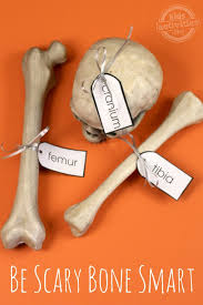 The axial skeleton and the. Skeleton Bones Simple Human Anatomy For Kids