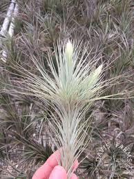 Image result for Heteromorpha