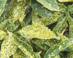 Goldstrike' this evergreen shrub has large, glossy dark green leaves splashed with gold markings. Aucuba Japonica Mr Goldstrike Landscape Plants Oregon State University
