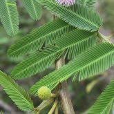 Image result for Mimosa pigra