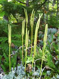 Image result for Lycopodium clavatum