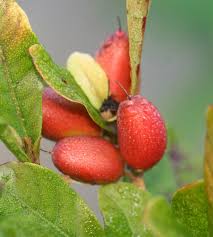 Maybe you would like to learn more about one of these? How To Grow Miracle Fruit Miracle Berry Florida Fruit Growing Strawberries Fruit Trees