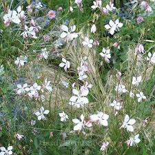Image result for Oenothera indecora