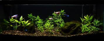 20gallon Long Planted 5 Betta Sorority Betta Aquascape Plants
