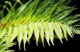 Best products to fix birds nest fern pests/diseases asplenium australasicum, 'bird's nest fern', 'crow's nest fern'. Why Are The Edges Of My Bird S Nest Fern Turning Brown Hunker Birds Nest Fern Ferns Bird Nest Fern