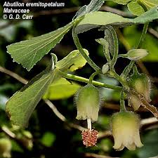 Image result for Abutilon rehmannii