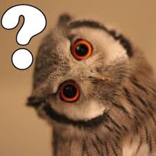 How Your Brain Was Trained To Not Ask Questions And Why You Should Owl Animals Pet Birds