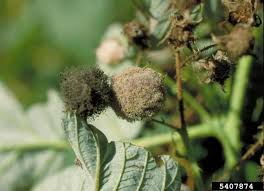 If not, you may not have root rot after all. Raspberry Diseases And Pests Description Uses Propagation