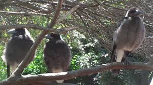 A wide variety of magpie birds options are available to you, such as material, feature, and application. Fluffy Australian Magpie Chicks Oz Birds Backyard Birds Youtube