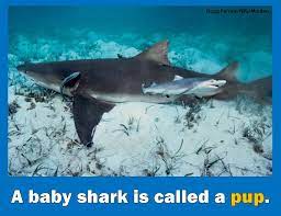 Ranger Rick Mags A Baby Shark Is Called A Pup Funfactfriday Now Sing Along Baby Shark Doo Doo Doo Doo Doo Doo Facebook