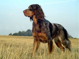 L Epagneul Picard Epagneul Races De Chiens Rares Chiens Rares