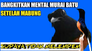 Check spelling or type a new query. Cara Meningkatkan Mental Murai Batu Setelah Mabung Youtube